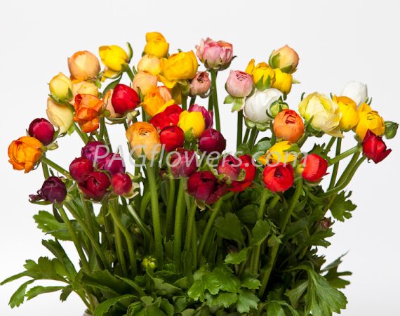 anemone-iwell