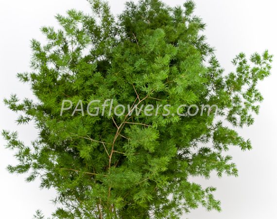 asparagus_umbelathus_iwell