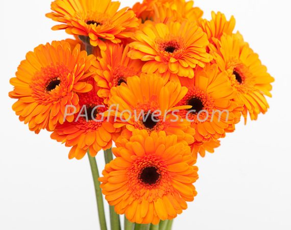 gerberaorange_iwell