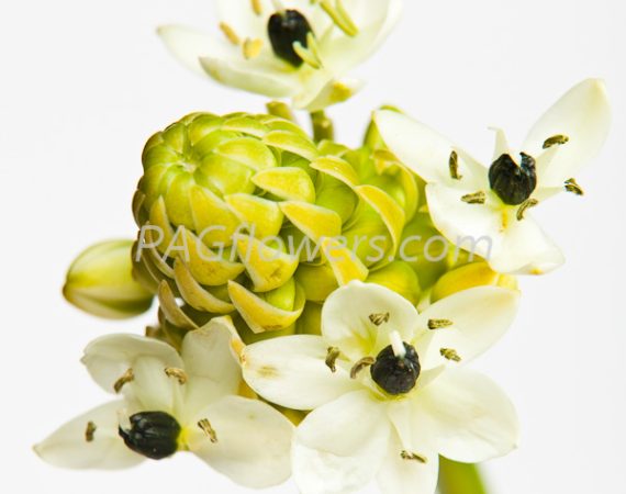 ornithogalum_arabicum_iwell